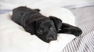 This Little Puppy Cried Relentlessly Until Someone Came And Helped