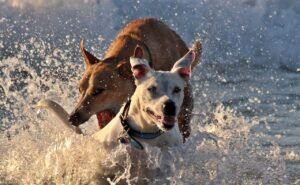 Dogs And Their Owners Raced Both On Land And Water In Croatia