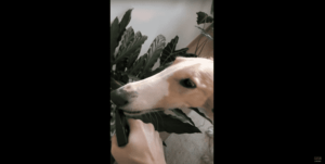 Thirsty Russian Wolfhound