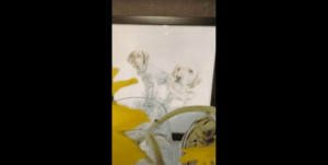 Golden Lab Waits For His Brother To Come Home