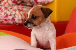 Tiny Senior Dog Refuses To Be Picked Up Unless It's With A Pillow