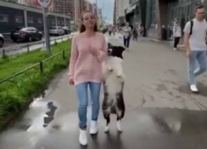 Doggo Amusingly Breaks Into A Dance While Taking A Walk With Fur Mom