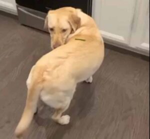 Funny Canine Spins In Circles For The Most Hilarious Reason