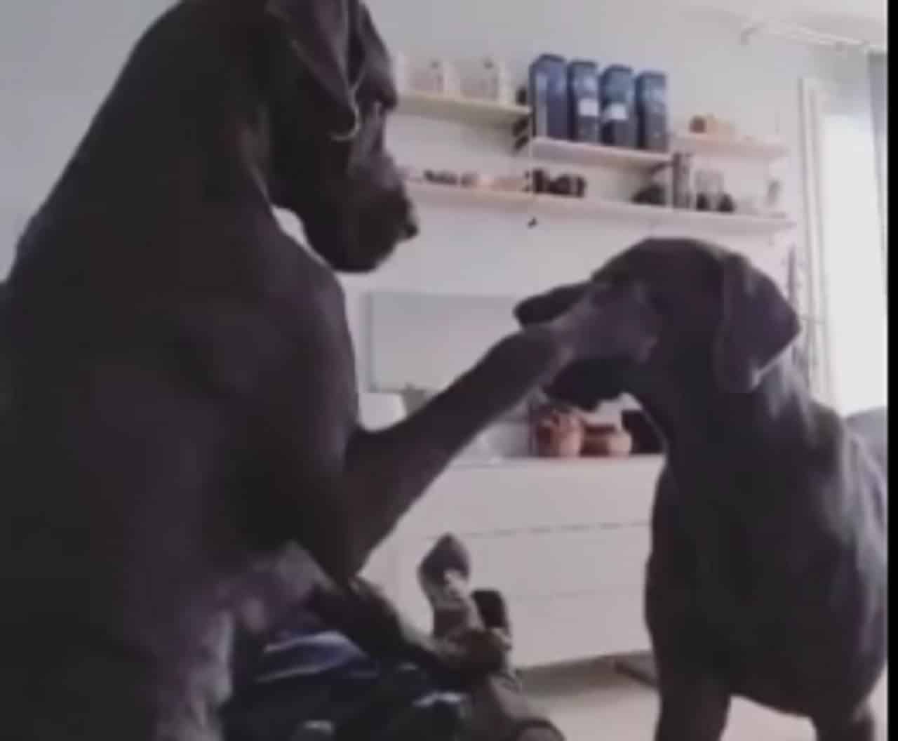 Playful Great Danes Joust With Each Other While Fur Dad Tries To Take A Nap