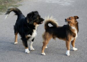 Loyal Pets: These Two Pups Insist On Riding The Ambulance To Accompany Their Beloved Owner To The Hospital