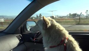 This White German Shepherd Evaded Rescue For So Long And It Took An Entire Crew To Finally Save Her