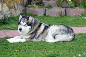 Woman Adopts An Alaskan Malamute Dog That Had The Body Of A Polar Bear