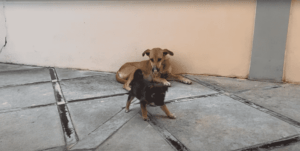Naughty Puppy Gets Its First Taste Of Mom's Discipline, And The Puppy's Response To It Will Remind You Of The First Time You Saw Your Parents Get Mad