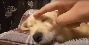 Young Golden Retriever Falls Asleep Beside Its Human Mom, And The Way He Did Is Further Proof That Puppies Are Just Like Children