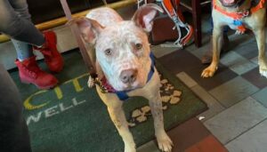 This Deaf Rescue Puppy Learns Sign Language So She Can Live Harmoniously With Her New Family