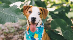 Sick And Sad Puppy Found Inside A Box In A Parking Lot Becomes The Healthiest And Happiest Dog In His Forever Home