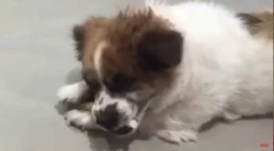 People Suggested It Would Be Better To Put This Dog To Sleep But Her Rescuer Thought Otherwise