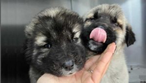 This Momma Dog Will Stop At Nothing To Protect And Keep Her Puppies Alive