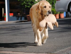 A Caring Dog Raised A Young Lion Cub As If It Were Her Own Child