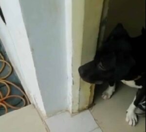 Mischievous Pittie Gets A Stern Scolding From Fur Parent After Chewing On Scooter Seat