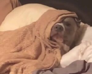 Sleepy Pooch Has The Most Amusing Reaction To Being Woken Up For Work