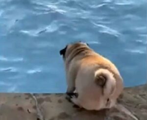 Wary Pug Musters Enough Courage To Take Its First Plunge Into The Pool