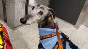 Momma Dog Adopts 7 Orphaned Puppies After Giving Birth To A Litter Of 9