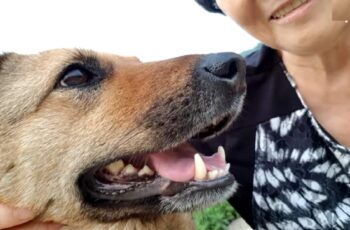 This Dog Spent 12 Months Away From Her Mom Because She Was Too Terrified To Leave Her Old Home