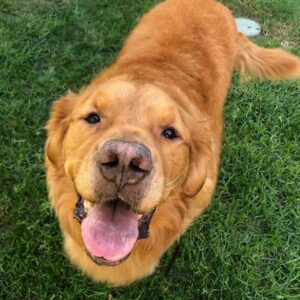 Overweight Dog Gets Adopted And Gets The Help He Needs To Achieve A Healthy Weight