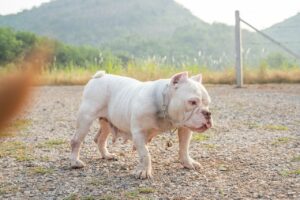 Adorable American Bully Never Fails To Brighten The Days Of Her Humans