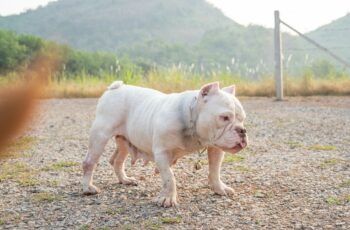 Adorable American Bully Never Fails To Brighten The Days Of Her Humans