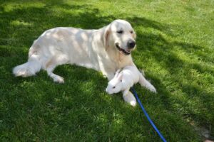 A Male Golden Retriever Developed Maternal Instincts In Order To Protect Baby Rabbits