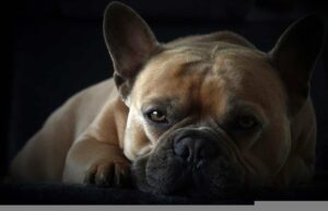 A Bulldog Named Hank Gets A Customized Stairlift To Help Him Go Up And Down The Stairs