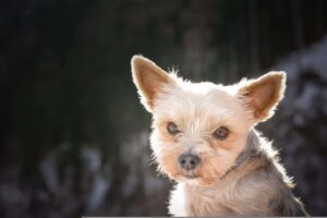 A Video Of A Yorkshire Terrier’s Close Call With A Bald Eagle Has Gone Viral On The Internet