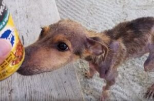 Dog Finds A Supportive Hand While Stuck Alone On An Island