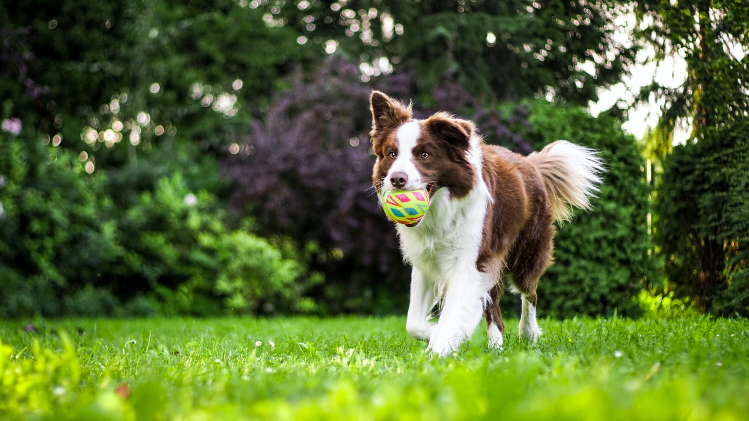 The Ins And Outs Of Effective Dog Training