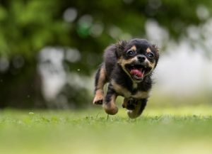 How To Train Your Puppy The Right Way – Introducing Your Puppy To Your Home And Family