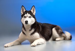Choosing The Right Puppy Breed