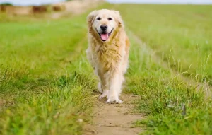 Charming Golden Retriever