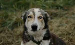 dog with cloudy eyes