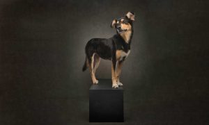 dog doing modeling standing like a hero