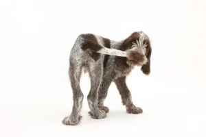 a dog chewing his tail