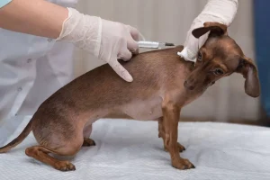 dog getting booster shot of rabies vaccine