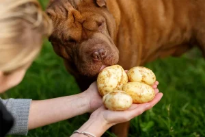 girl offering potatoes to her dog
