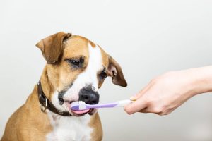A young girl gently brushing her dog's teeth with a human toothbrush