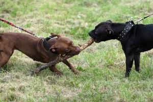 dog fighting