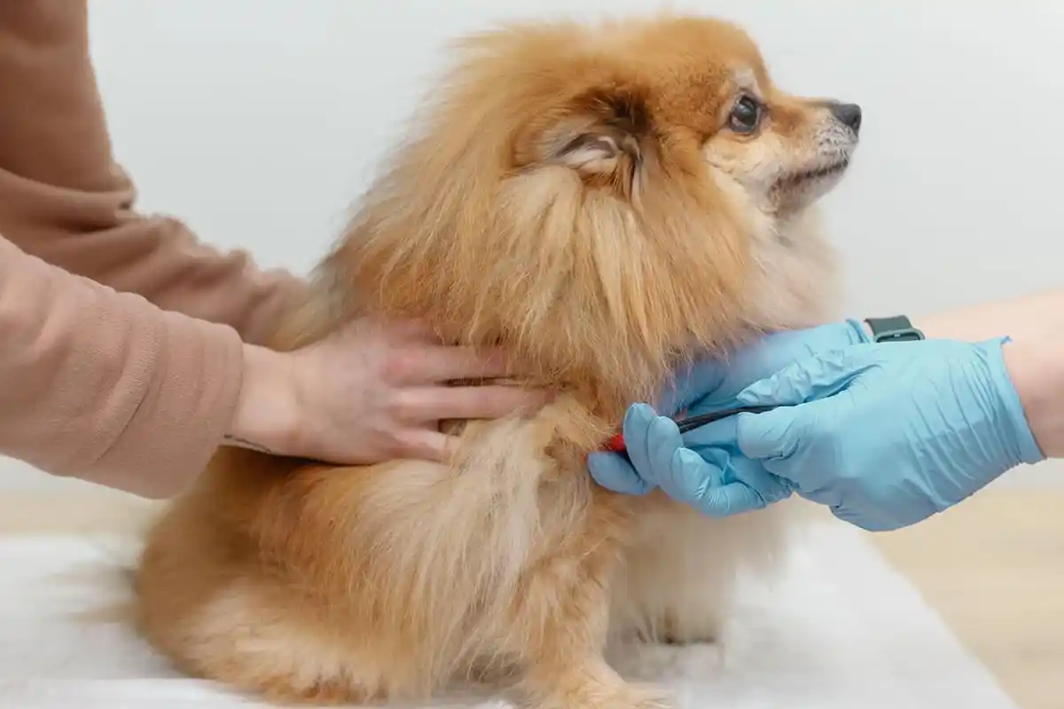 dog-getting-vaccination
