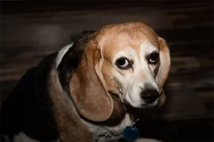 senior Beagle