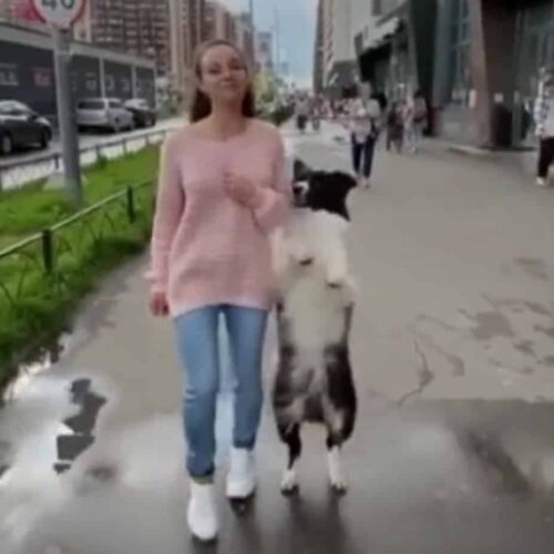 Doggo Amusingly Breaks Into A Dance While Taking A Walk With Fur Mom