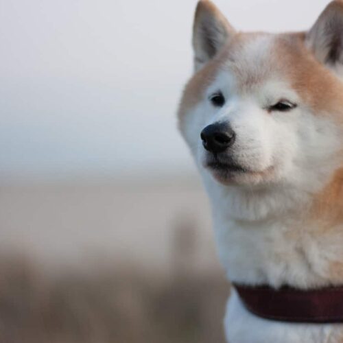 Goofy Shiba Inu Ruins Perfect Family Photo