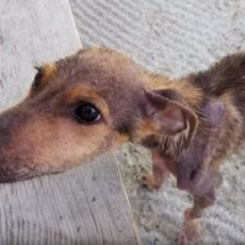 Dog Finds A Supportive Hand While Stuck Alone On An Island