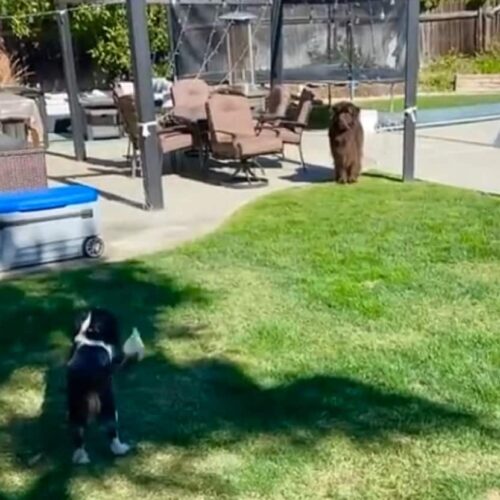 Canine Siblings' Wild Chasing Game Results In Amusement For All