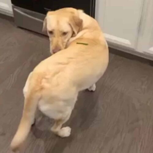 Funny Canine Spins In Circles For The Most Hilarious Reason