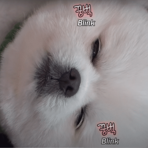 A Tiny White Dog Helps At The Salon And Shows The Best Customer Service Ever