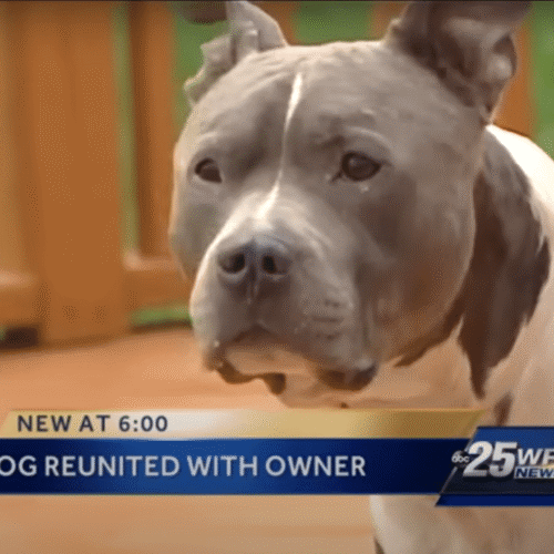 Stolen Pit Bull Gets Reunited With Its Owner A Year After It Was Stolen